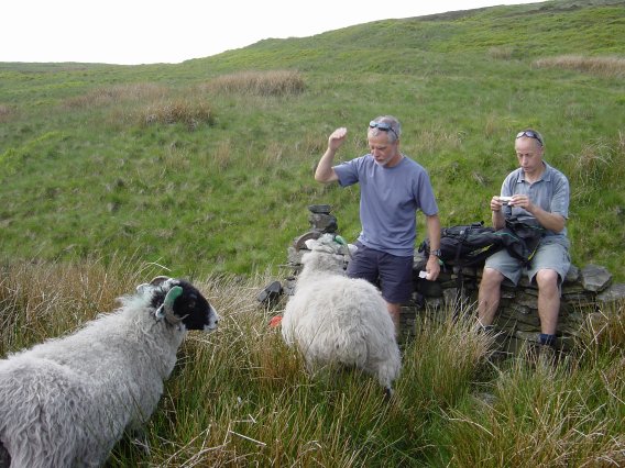 Dave has some bother with the sheep